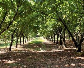 NOCCIOLE - VIGNA e una casetta