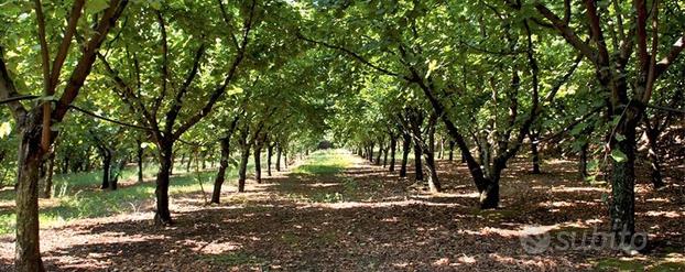 NOCCIOLE - VIGNA e una casetta