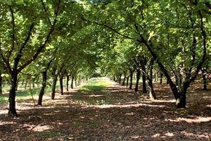 NOCCIOLE - VIGNA e una casetta