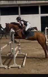 Cavallo