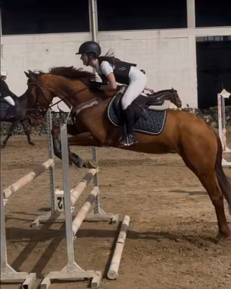 Cavallo
