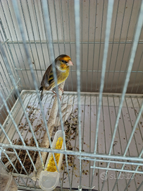 Ibridi di cardellino