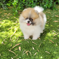 Cuccioli spitz tedesco nano o pomerania