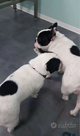 Bulldog francese bianco e nero maschio