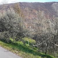 Terreno di 2500 mq in collina con 45 Olivi