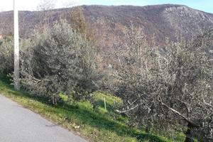 Terreno di 2500 mq in collina con 45 Olivi