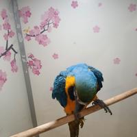 Cucciolo di pappagallo ara arauna