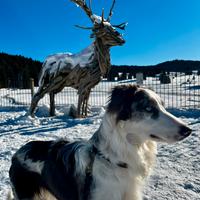Border collie blue Merle