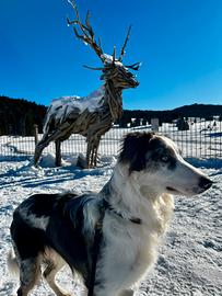 Border collie blue Merle