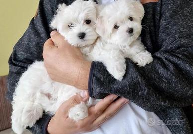 Maltese cuccioli