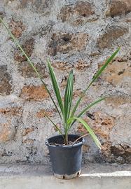 Palma di Goethe, Palma Nana, Dwarf Palm