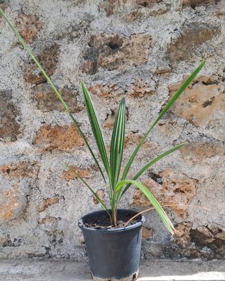 Palma di Goethe, Palma Nana, Dwarf Palm
