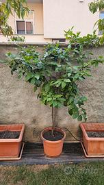 Piante di agrumi 