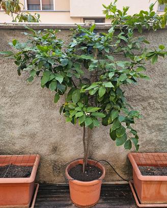 Piante di agrumi 