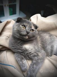 Gattini Scottish Fold