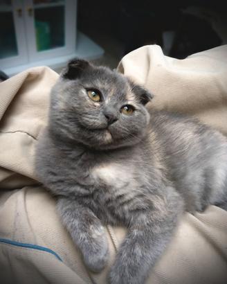 Gattini Scottish Fold