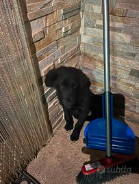 Cuccioli cane