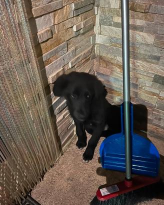 Cuccioli cane