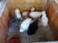 Immagine 5