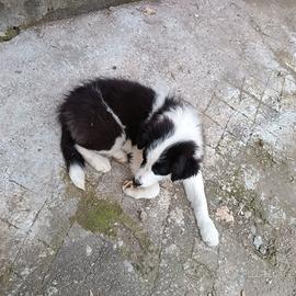 Cucciole border collie