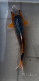 Carpa Koi Asagi