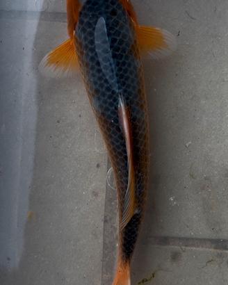 Carpa Koi Asagi