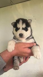Cuccioli di siberian husky