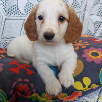 Bassottina extreme red piebald a pelo lungo