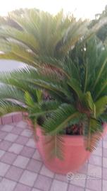 Cicas - CYCAS