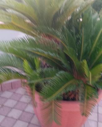 Cicas - CYCAS