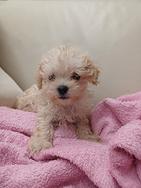 Maltipoo minii toy
