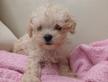 Maltipoo minii toy