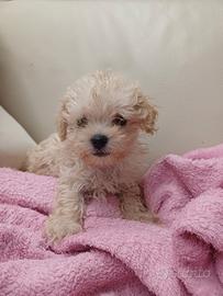 Maltipoo