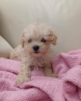 Maltipoo minii toy