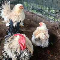 Cocincina nana riccia incrocio trio