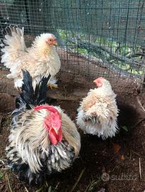 Cocincina nana riccia incrocio trio