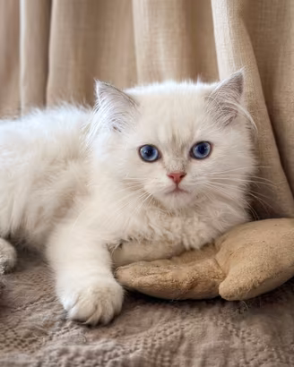 cuccioli maschi British  con pedigree 