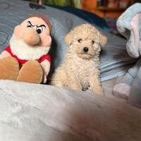 Cucciolo maschio barboncino Toy
