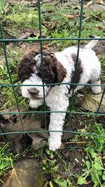 Cuccioli Lagotto nati 12 ottobre