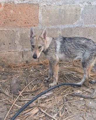 Cuccioli Cane Lupo Cecoslovacco pedigree ENCI  NN
