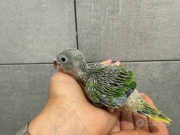 Parrocchetto Dal collare Verde