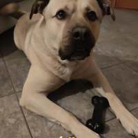 Cane taglia grande cucciolone