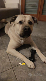 Cane taglia grande cucciolone