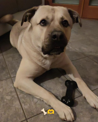 Cane taglia grande cucciolone