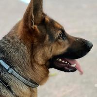 Pastore Tedesco Femmina Per Monta