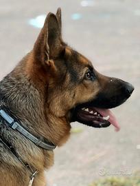 Pastore Tedesco Femmina Per Monta