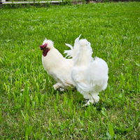 Gallo domestico