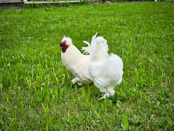 Gallo domestico