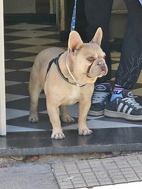 Bulldog francese esotico