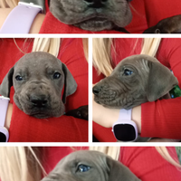 Cucciolo di Alano Blu